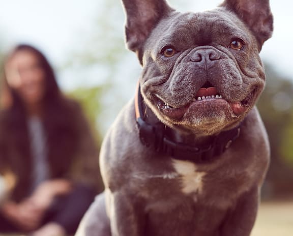 A dog is sitting in the foreground with two people sitting in the background.