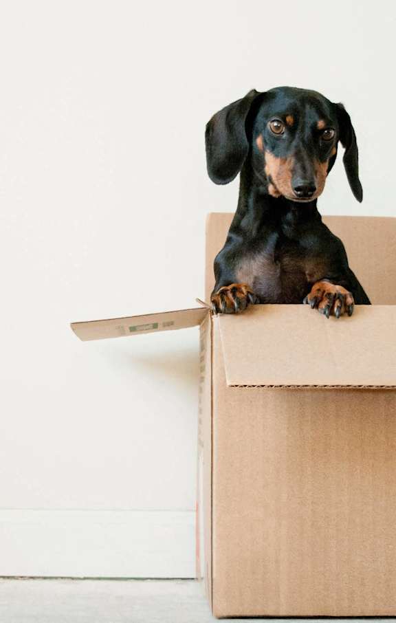 A black and tan dachshund is sitting in a cardboard box.