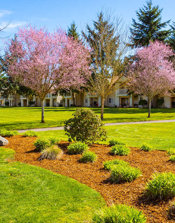 A tree with pink flowers is in the foreground of a well-kept lawn.