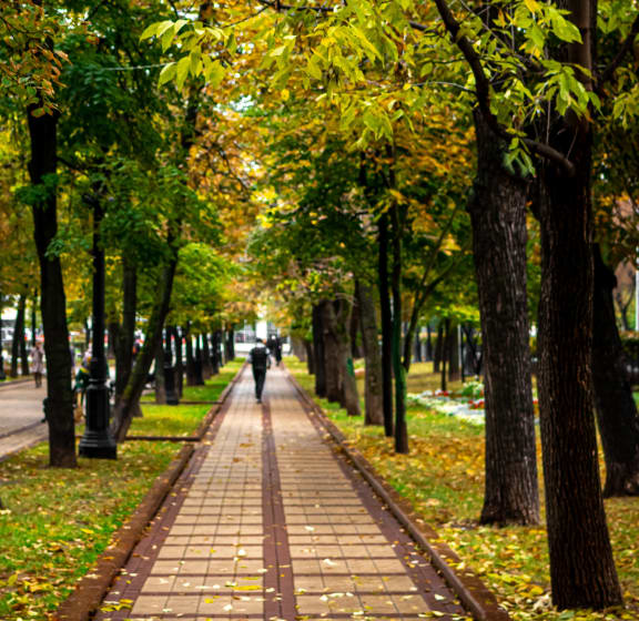 Wooded path with trees surrounding