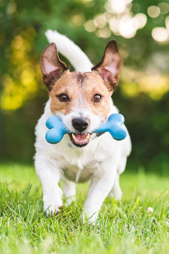 A dog playing in the park at Lakes of Carmel Apartments, Indiana, 46032