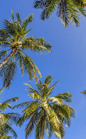 Palm trees in front of a tall building.at Rosswood Villa Apartments, Santa Ana, CA