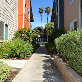 Walk Path through Village Grove