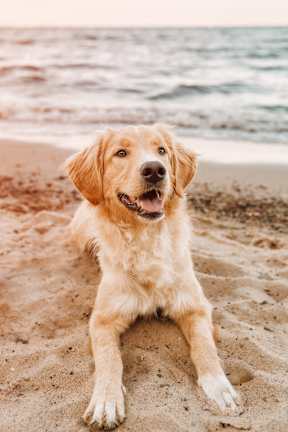 A small white and brown dog with a big smile looking up at the camera.