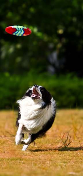 A black and white dog is running towards a flying frisbee.