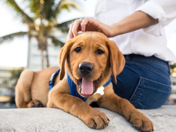 a dog laying on the ground with its owner petting its head