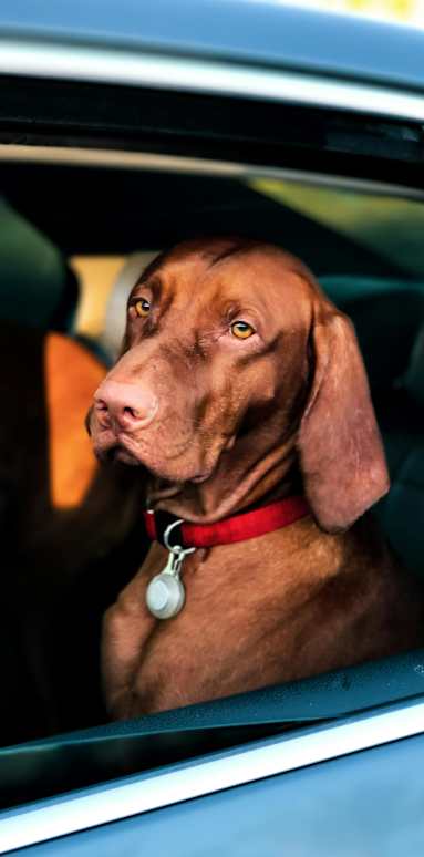 A Brown Dog is sitting in a car at Solhavn Apartments, American Fork
