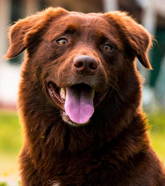A brown dog with its tongue out is sitting in the grass.