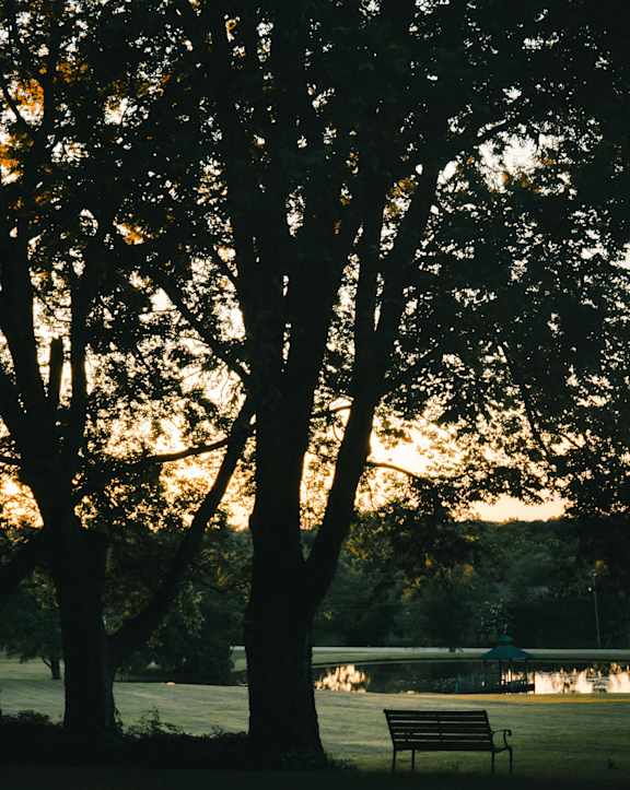 A bench sits under a tree in a park.