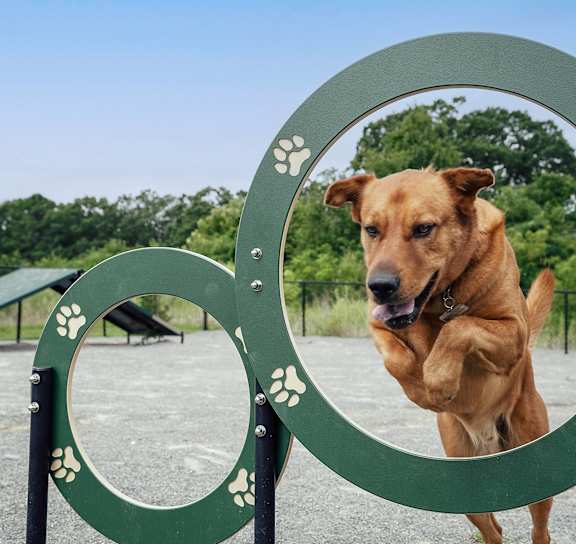 a dog in a pet park at The Retreat Apartments, Roanoke, 24019