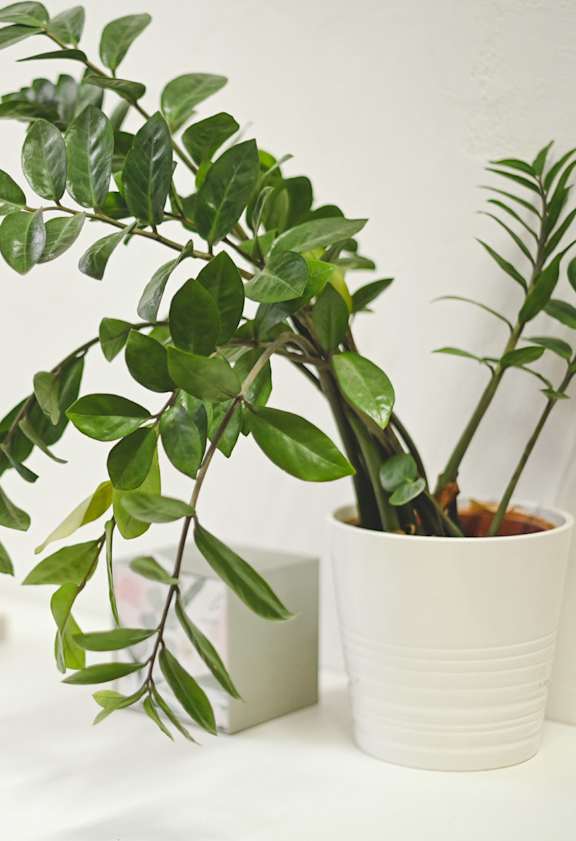 A green plant in a white pot sits on a white shelf.