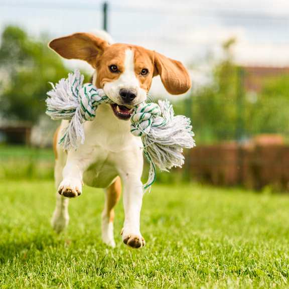 A dog is running with a toy in its mouth.