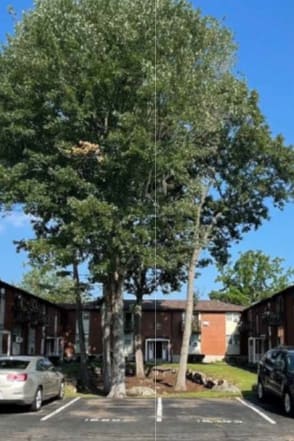 a tree in the middle of a parking lotat Bay Shore Apartments, East Haven, Connecticut, 06512