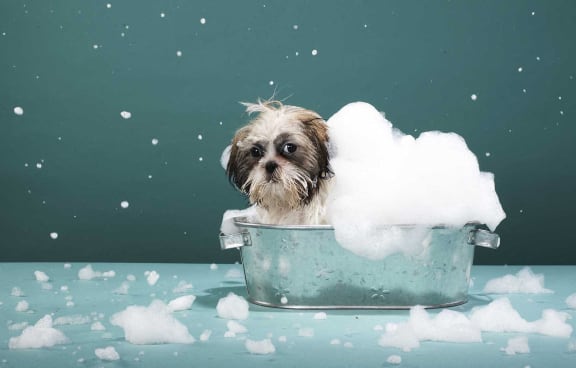 a small dog sitting in a bucket of soap at Portofino Vineyards Apartment, Fort Myers, FL, 33967