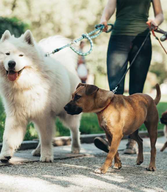 A person is walking dogs on a leash at Atomic Orchard Experiment, Portland, Oregon