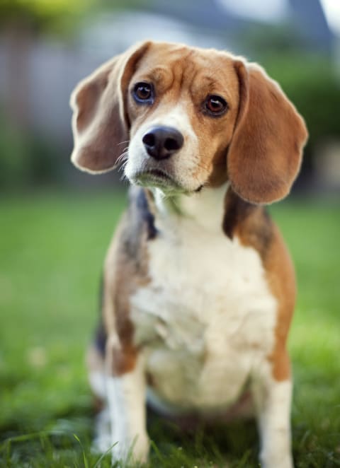 a dog sitting in the grassat The Promenade, McDonough, 30253