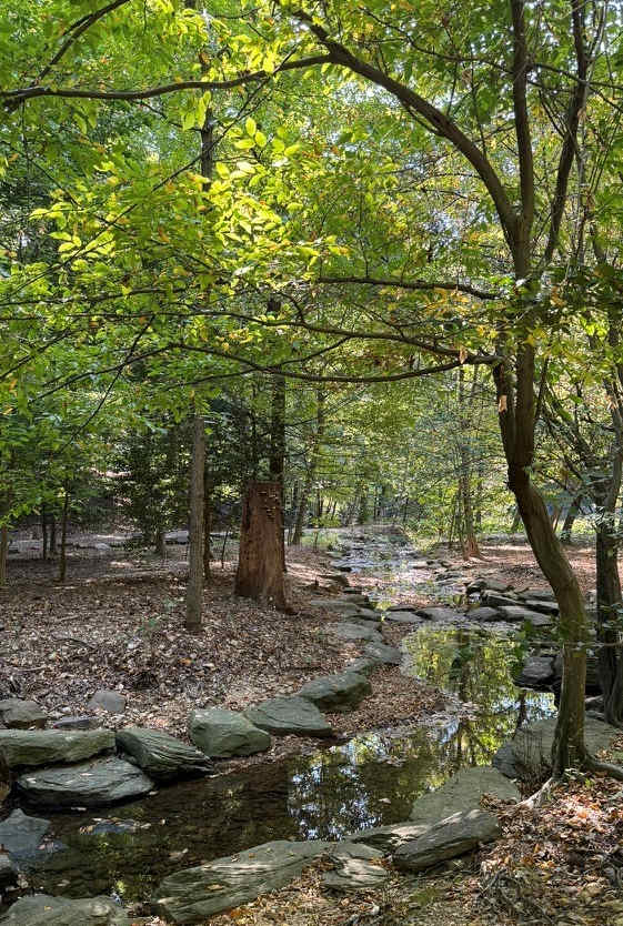 a lake with ducks swimming in it surrounded by trees