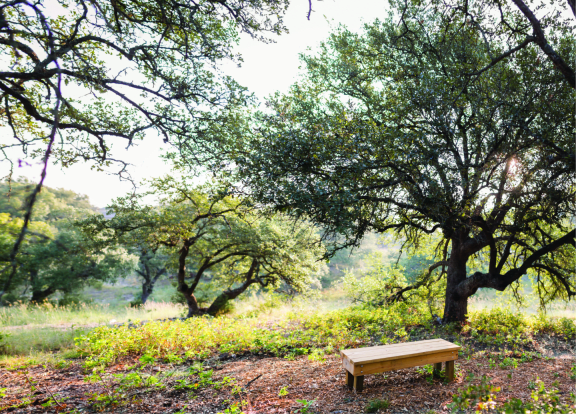 Bench In Wooded Area