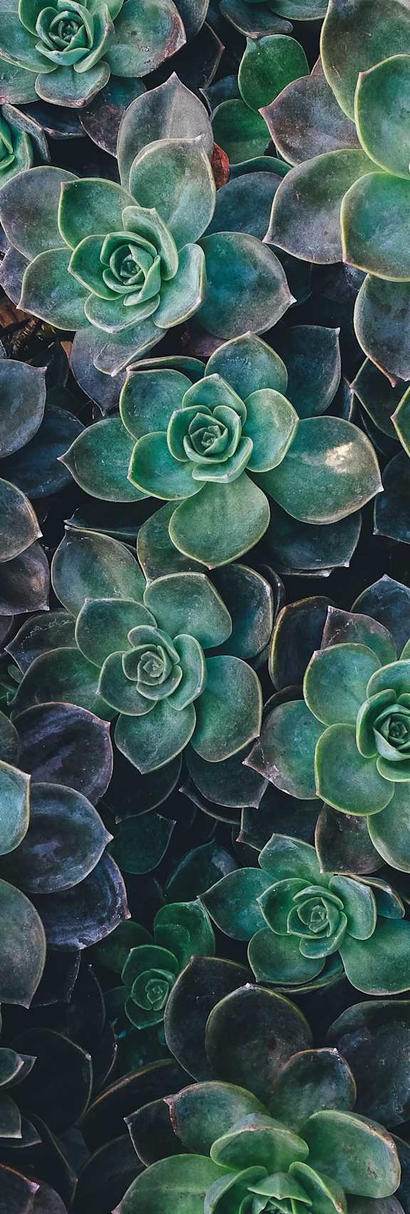 Close-up succulent Echeveria plant with soft floral background for decorative stock image use