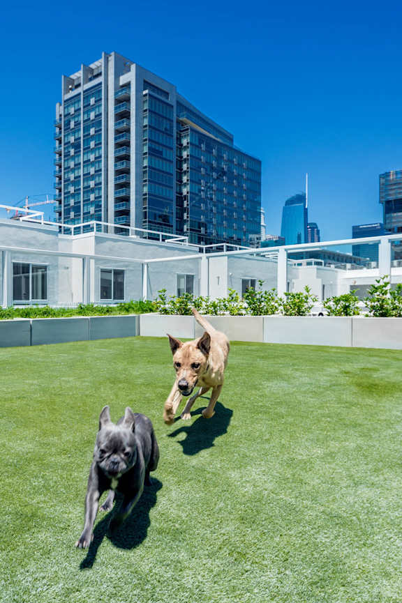 Olive DTLA Pet Area  at G12 Apartments, Los Angeles, CA, 90015