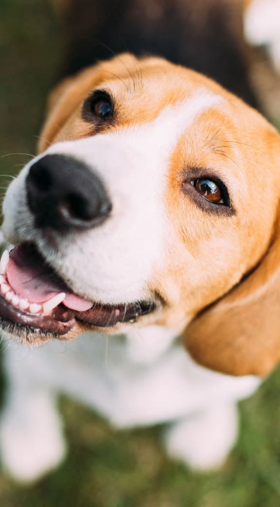 a brown and white dog on a leash
