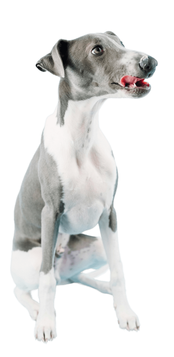 a grey and white dog sitting on a black background at East 51 At Rocketts Landing, Richmond, 23231