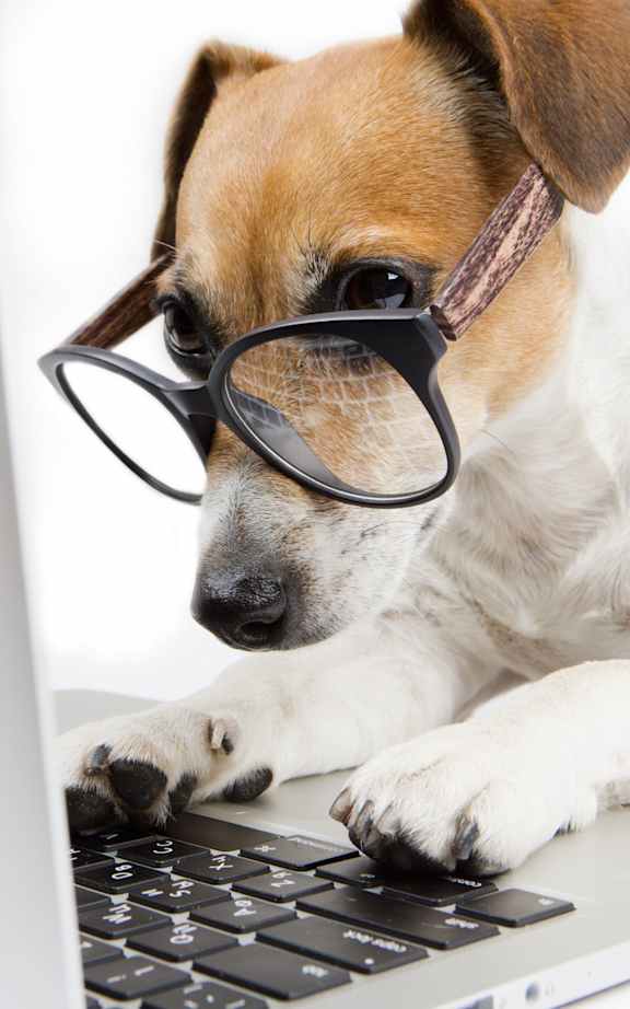 A dog wearing glasses is using a laptop. at Park 146, Aurora, CO