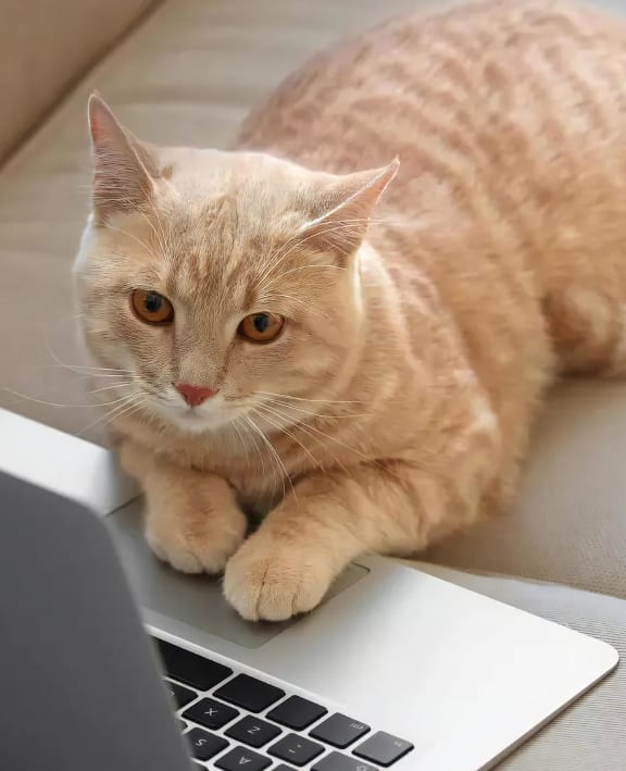 Cat Staring at a Computer