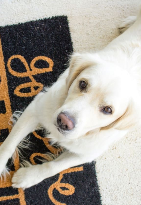 Adorable Dog Laying on Welcome Mat