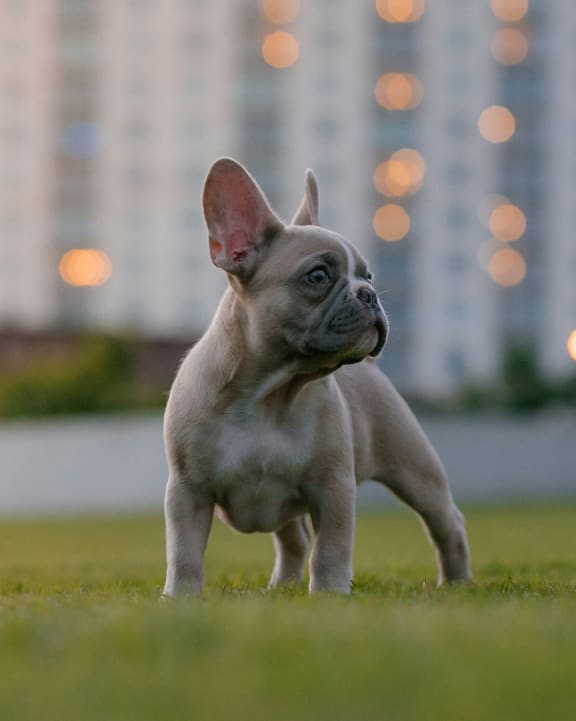 Dog Standing in Grass Field