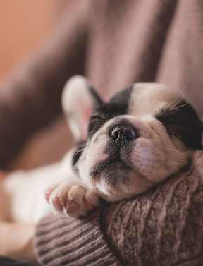 A small dog with a light brown coat is lying on a grey carpet.