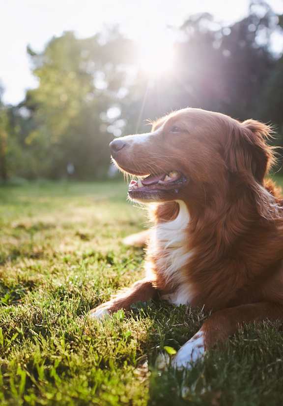 A dog is sitting on the grass with its mouth open.
