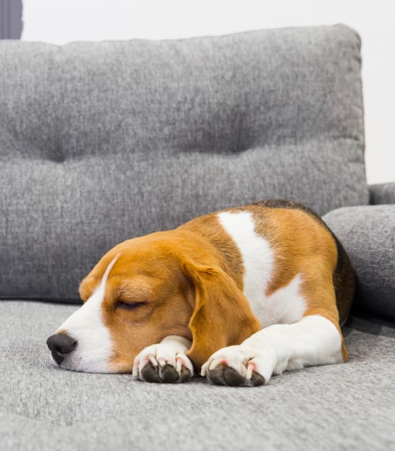 a dog sleeping on a couch at Preserve West, Madison, 53711