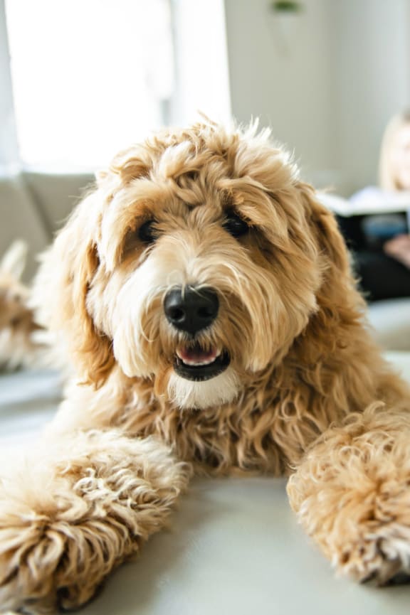 Pet-Friendly Community