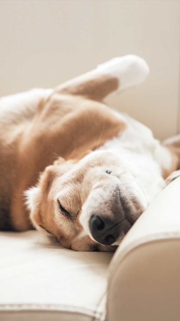 a dog sleeping on a couch