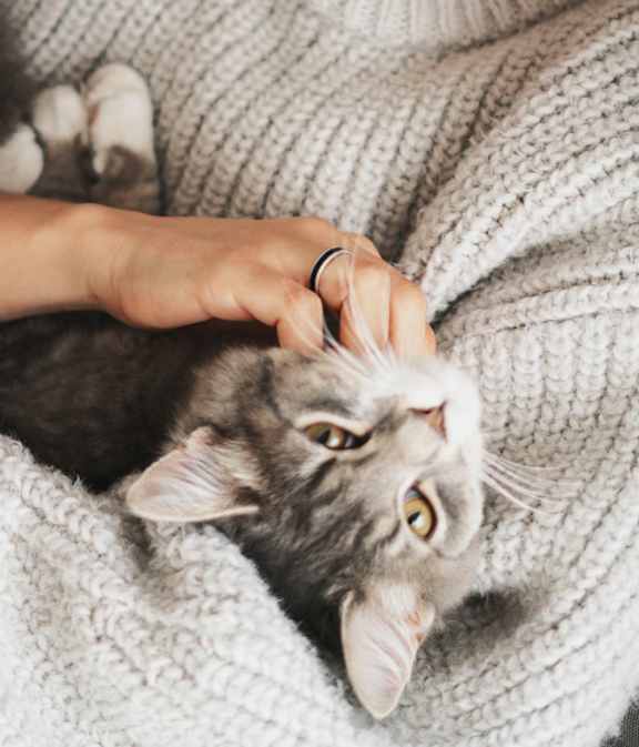 Woman in a Cozy Sweater Cuddling a Cute Cat at Country Woods, Ogden Utah