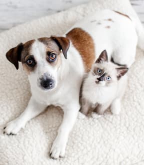 Pet Friendly at The Flats at Seminole Heights, Florida