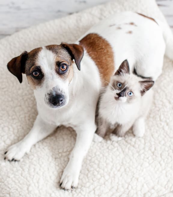 Pet Friendly at The Flats at Seminole Heights, Florida