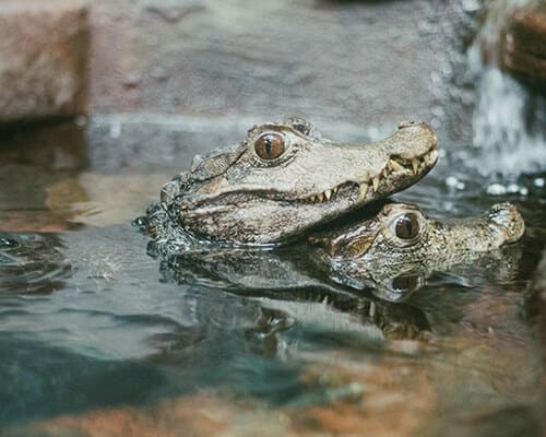 a couple of crocodiles in the water