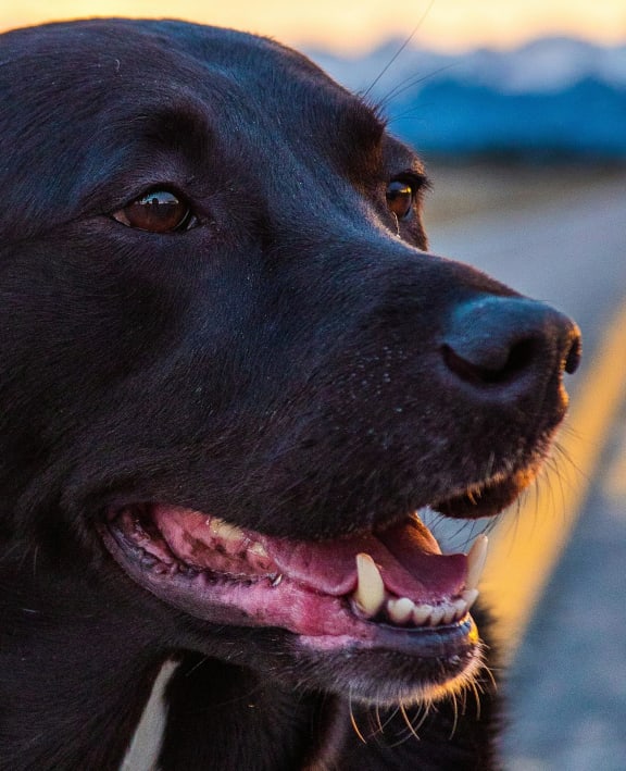 Black Lab at Sunset