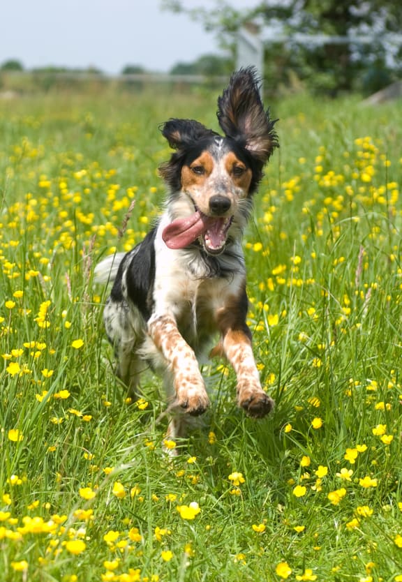 a dog running through a field of flowers