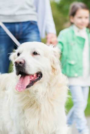 A white dog is being walked by a man and a little girl.