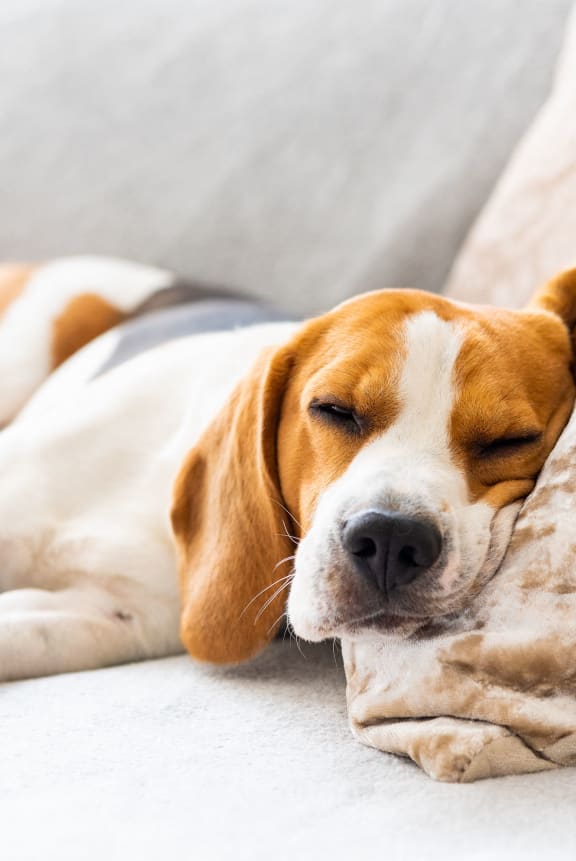 a dog sleeping under a blanket on the couch
