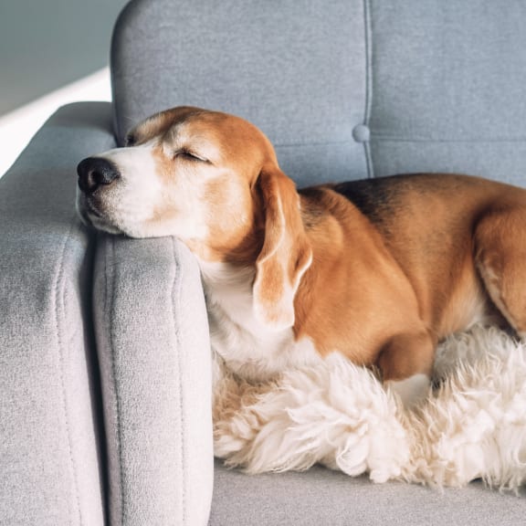 dog sleeping on couch at Quilceda Gardens in Marysville, WA