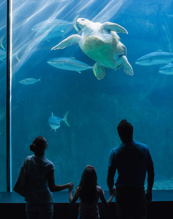 A family is looking at a sea turtle in an aquarium.at Evana Grove, Texas, 75074